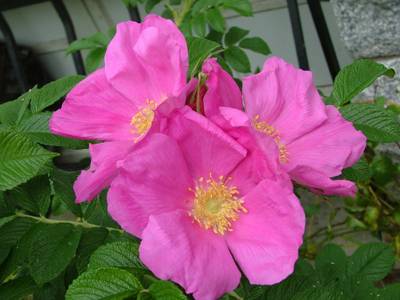 les fleurs roses par man'Annie 